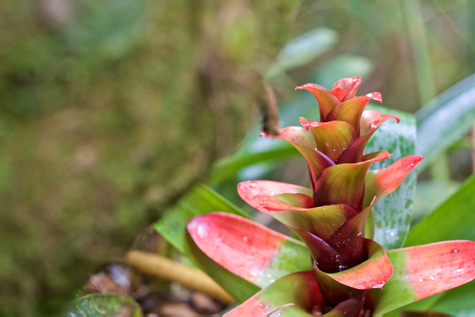 Podocarpus National Park