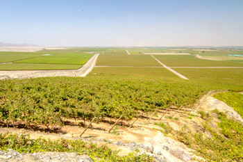 Queirolo Vineyard photo 3