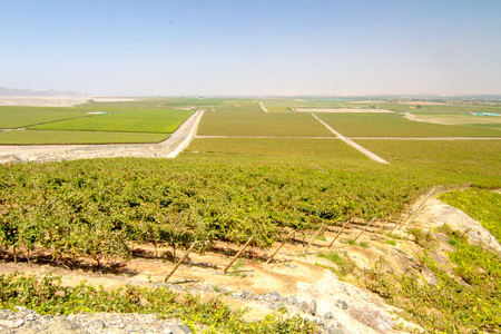 Queirolo Vineyard photo 3