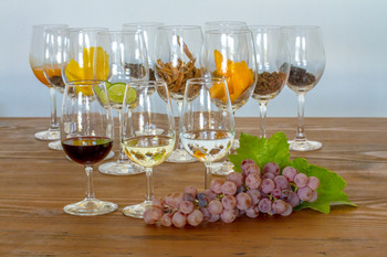 Queirolo Vineyard photo 2