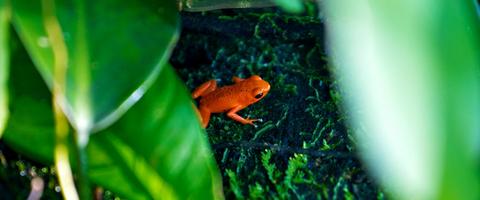 Red Frog Beach Panama