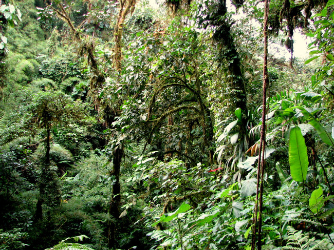 Santa Elena Cloud Forest Reserve