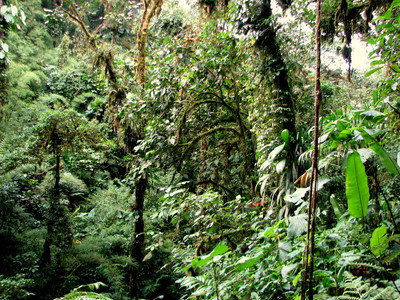 Costa Rica - Reserva del bosque nuboso Santa Elena