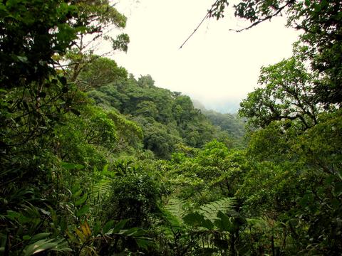 Santa Elena Cloud Forest Reserve Costa Rica