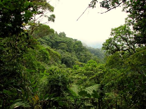 Reserva del bosque nuboso Santa Elena Costa Rica