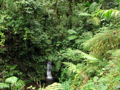 Santa Elena Cloud Forest Reserve Costa Rica