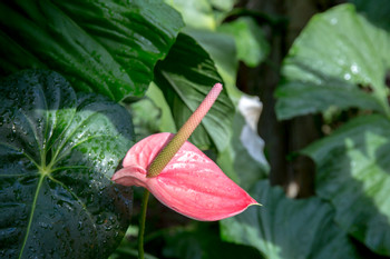 Jardín Botánico Soledad photo 3