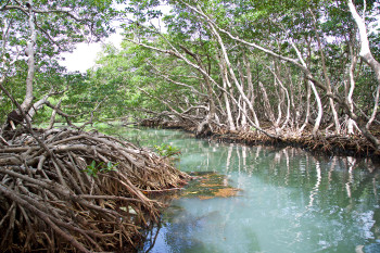 South Water Caye Marine Reserve photo 2