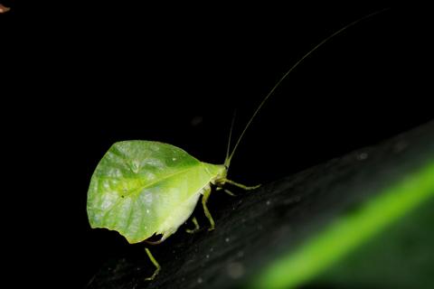 Parque Nacional Sumaco Napo Ecuador