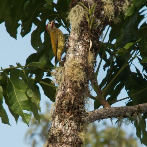 Parque Nacional Sumaco Napo Ecuador