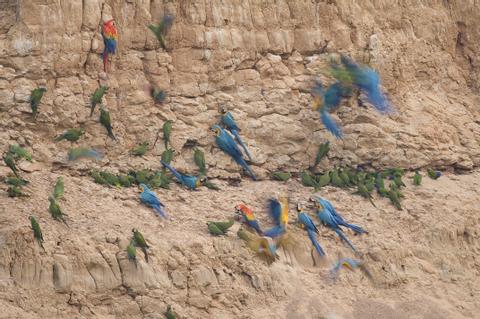 Tambopata Macaw Project Peru