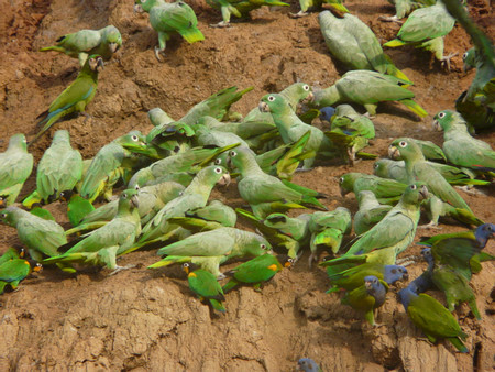 Tambopata Macaw Project photo 3