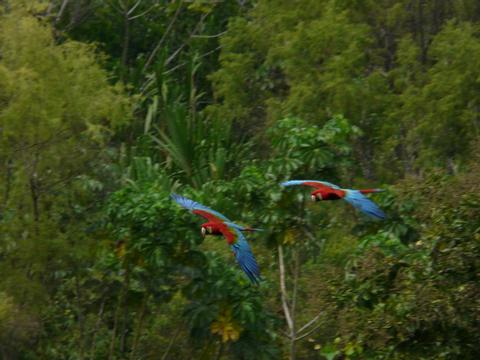 Tambopata Macaw Project Peru