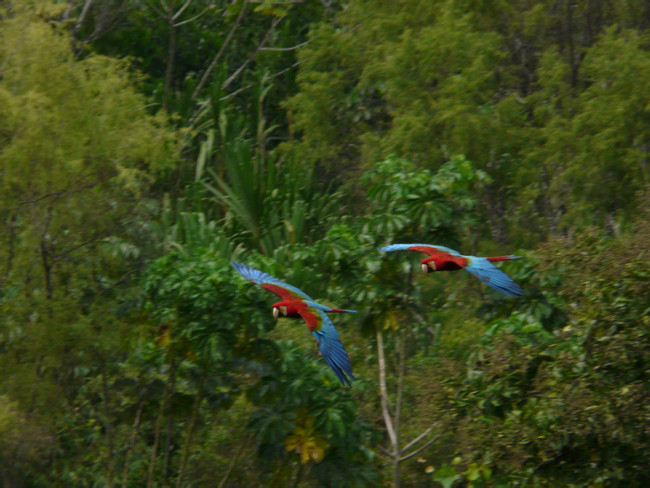 Tambopata Macaw Project