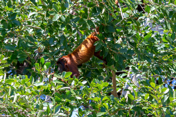 Reserva Nacional Tambopata photo 3