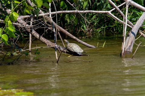 Tambopata National Reserve Peru