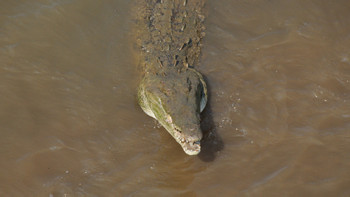 Tarcoles River photo 2