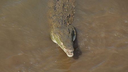 Tarcoles River photo 2