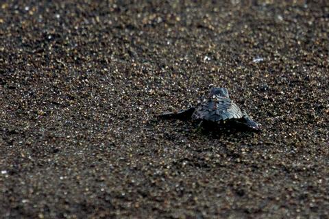 Tortugario Monterrico Guatemala