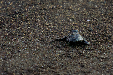 Tortugario Monterrico