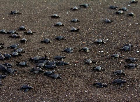 Tortugario Monterrico Guatemala