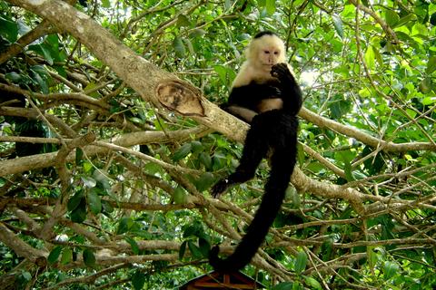 Parque Nacional Tortuguero Costa Rica
