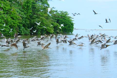 Parque Nacional Tortuguero Costa Rica