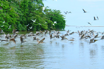 Tortuguero National Park photo 2