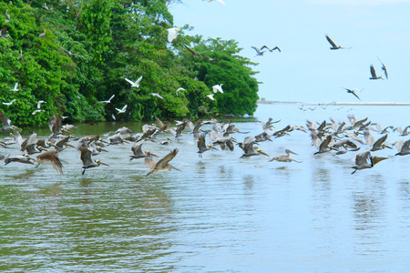 Tortuguero National Park photo 2