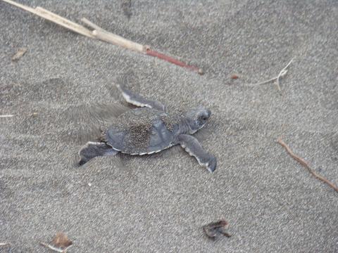Parque Nacional Tortuguero Costa Rica