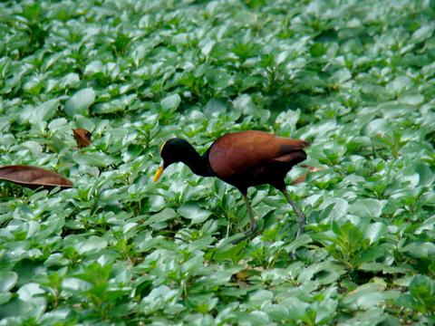 Parque Nacional Tortuguero Costa Rica