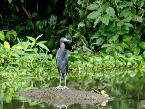 Parque Nacional Tortuguero Costa Rica