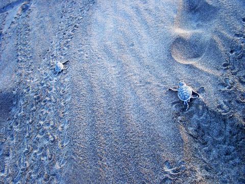 Parque Nacional Tortuguero Costa Rica