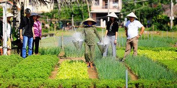 Tra Que Vegetable Garden photo 3
