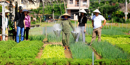Tra Que Vegetable Garden photo 3