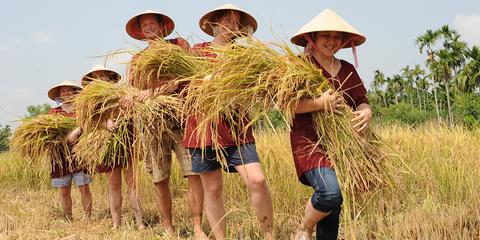 Tra Que Vegetable Garden Vietnam