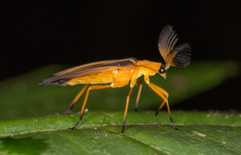 Yasuni National Park photo 3