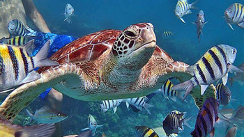 Caye Caulker Experience photo 2