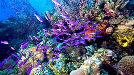 Caye Caulker Experience photo 3