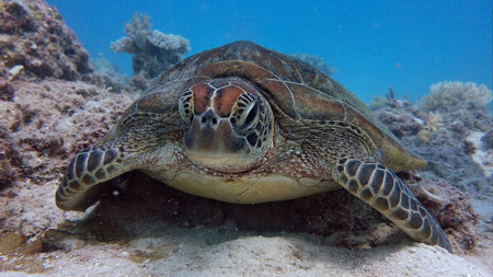 Caye Caulker Full Day Snorkel Adventure photo 3