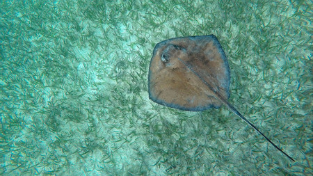 Caye Caulker Full Day Snorkel Adventure photo 2