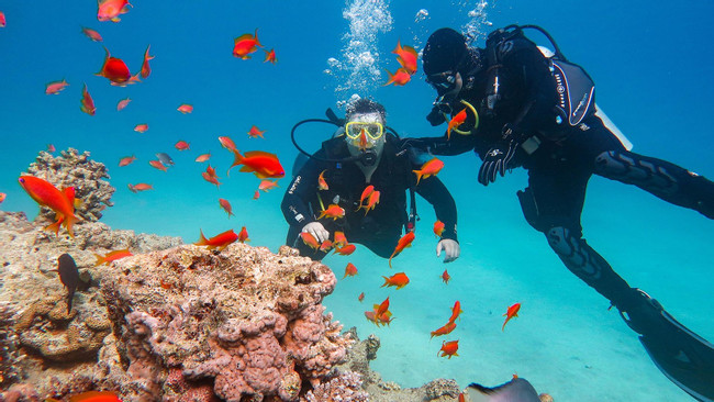 Local Scuba Diving Experience  photo