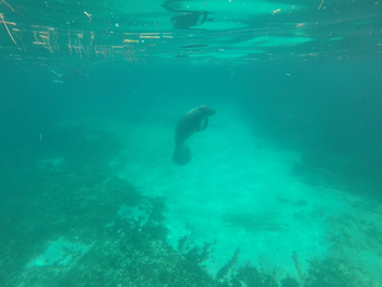 Caye Caulker Sailing and Snorkeling Adventure