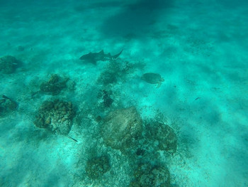 Caye Caulker Sailing and Snorkeling Adventure photo 2