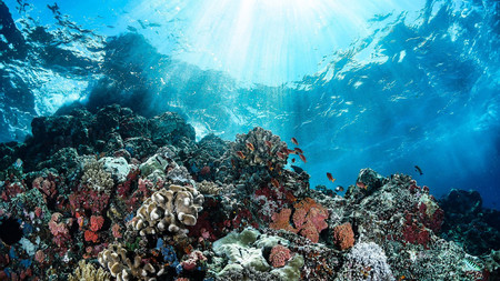 Thrilling Coral Garden Snorkeling Adventure photo 3