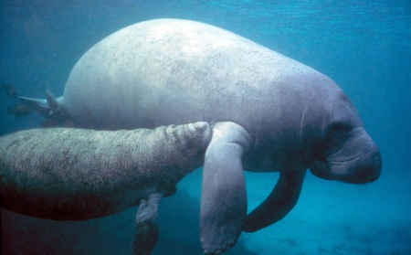 Amazing Coral Garden and Manatee Tour