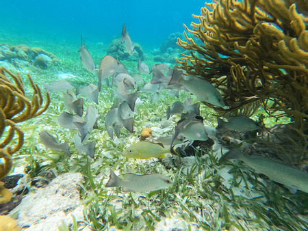 Underwater Exploration at Mexico Rocks Snorkeling Adventure photo 3