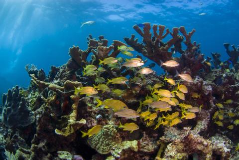 Snorkel Tour - Ambergris Caye