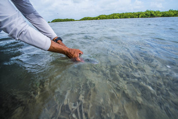 Under Blue Waters & Skies – Top Tours in Caye Caulker, Belize