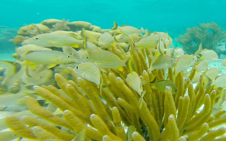 Amazing Snorkeling Tour photo 2